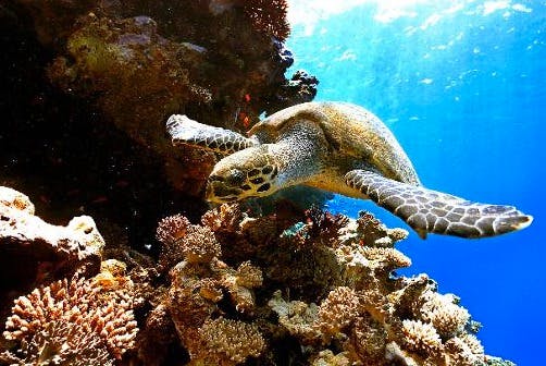 Selon WWF, protéger l'océan est une activité rentable qui peut rapporter 900 milliards de dollars