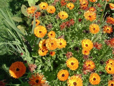 Quatre astuces pour faire la révolution écologique dans votre jardin