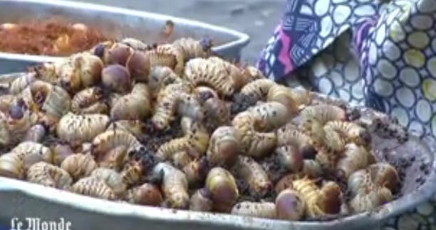 La RDC se tourne vers la culture d'insectes pour lutter contre la faim