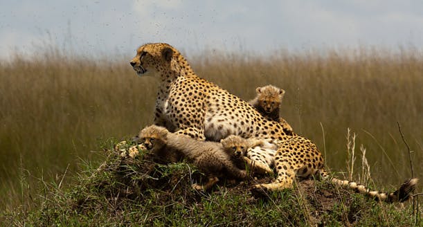 Kenya : un pont ferroviaire pour protéger les animaux d'un parc national