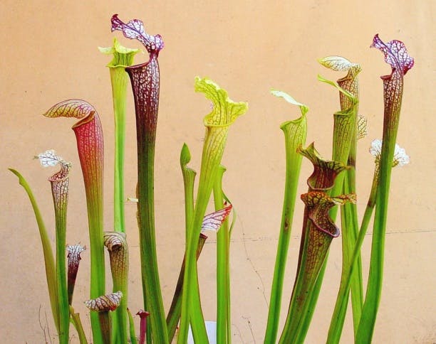 Une plante tueuse de frelons asiatiques découverte en France