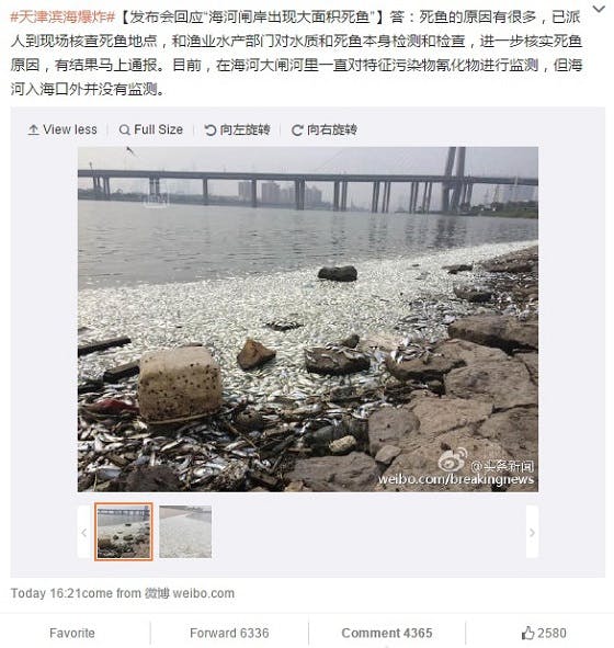 En images: après la catastrophe, des milliers de poissons morts à Tianjin