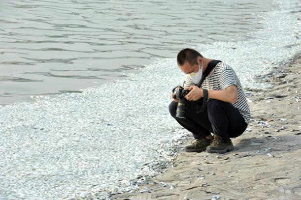 En images: après la catastrophe, des milliers de poissons morts à Tianjin