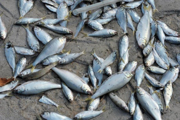 En images: après la catastrophe, des milliers de poissons morts à Tianjin