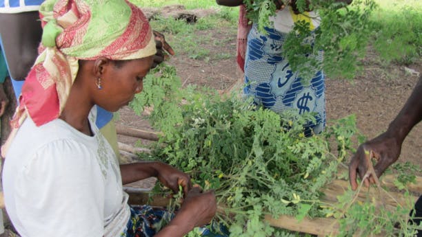 Le moringa, l'arbre magique contre la malnutrition