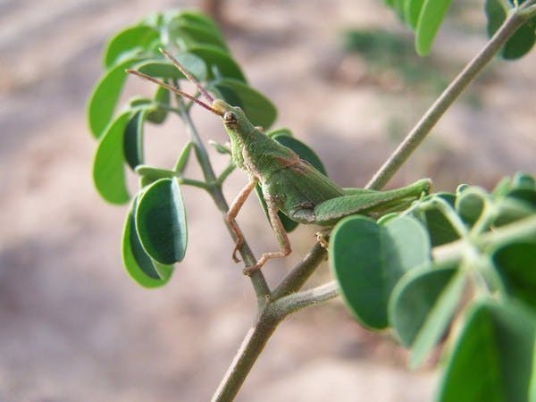 Le moringa, l'arbre magique contre la malnutrition