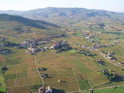 Adapter les vignobles au changement climatique, le défi du Beaujolais