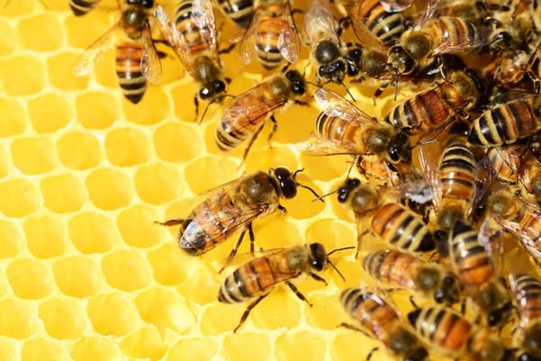 En parrainant une ruche, sauvez les abeilles et faites produire votre propre miel