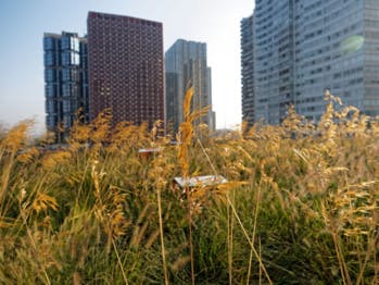 En parrainant une ruche, sauvez les abeilles et faites produire votre propre miel
