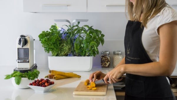 Ce potager connecté cultive vos tomates et votre basilic en toute autonomie