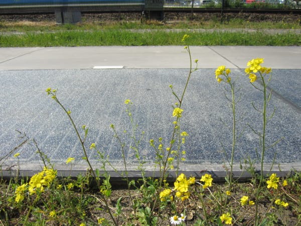 Et si demain, les routes produisaient de l'électricité grâce au soleil ?