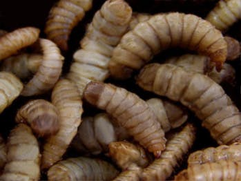 Pour nourrir les animaux d'élevage, une start-up française parie sur les insectes