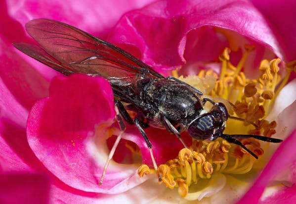 Pour nourrir les animaux d'élevage, une start-up française parie sur les insectes
