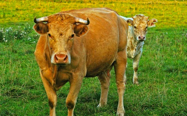 En Chine, une usine géante va cloner vaches et chiens