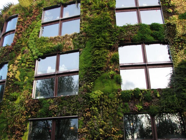 Pour lutter contre la pollution et le réchauffement, 4 projets de revégétalisation des villes