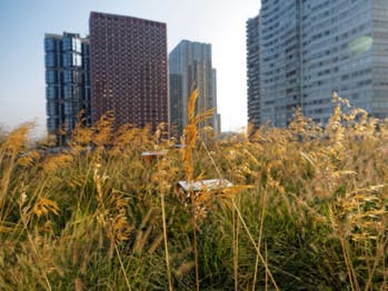 Pour lutter contre la pollution et le réchauffement, 4 projets de revégétalisation des villes