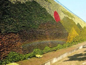 Pour lutter contre la pollution et le réchauffement, 4 projets de revégétalisation des villes