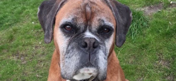 Un laboratoire coréen réussit le clonage d'un chien 12 jours après sa mort