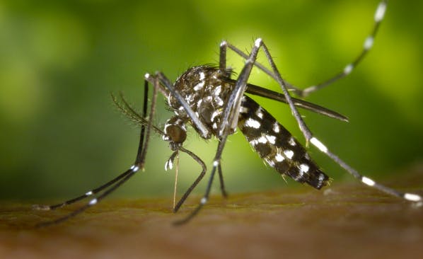 Découverte d'anticorps efficaces contre Zika et la dengue