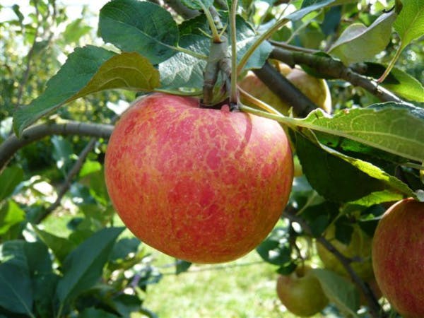 Il développe une appli pour vous aider à connaître le taux de pesticides dans vos aliments
