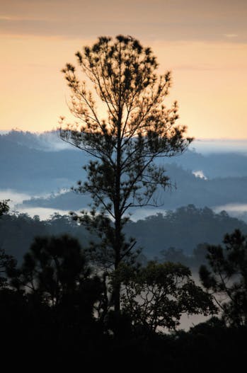 En Thaïlande, j’ai suivi Tristan Lecomte, l’homme qui ressuscite les forêts