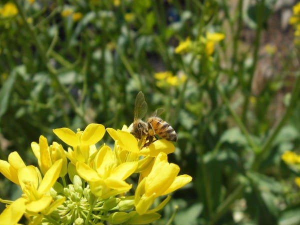 Le projet de loi sur la reconquête de la biodiversité définitivement adopté