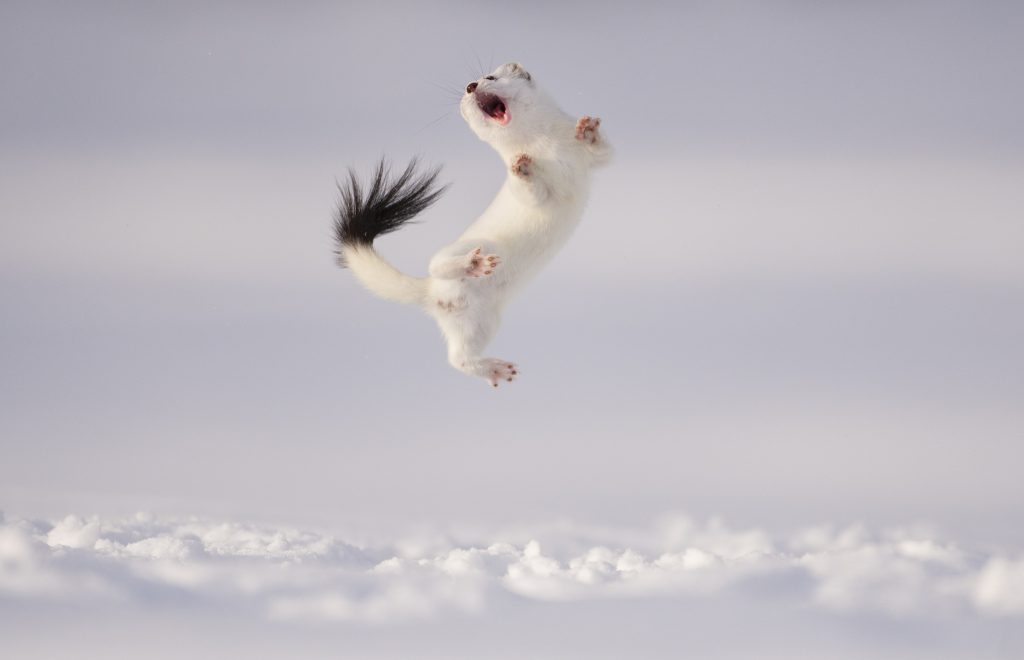 Au petit matin d&#039;un froid matin d&#039;hiver dans les Alpes françaises, le photographe José Grandío était immobile dans la neige, attendant qu&#039;une hermine (Mustela erminea) sorte de son terrier.