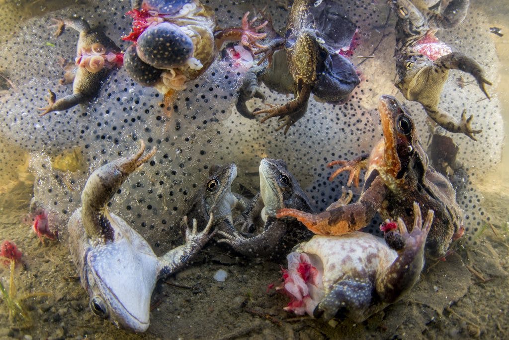 Grenouilles et crapauds sans pattes pour la consommation humaine. Photo : Bence Mate.