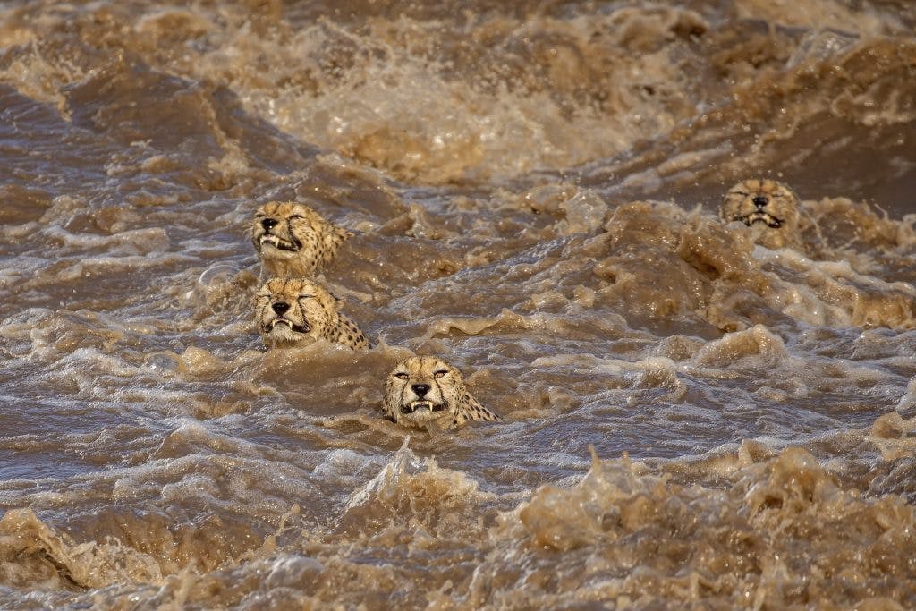 Cinq guépards mâles traversent une rivière en crue après d'importantes pluies dans le parc du Masai Mara au Kenya en janvier 2020. Photo : Buddhilini de Soyza.