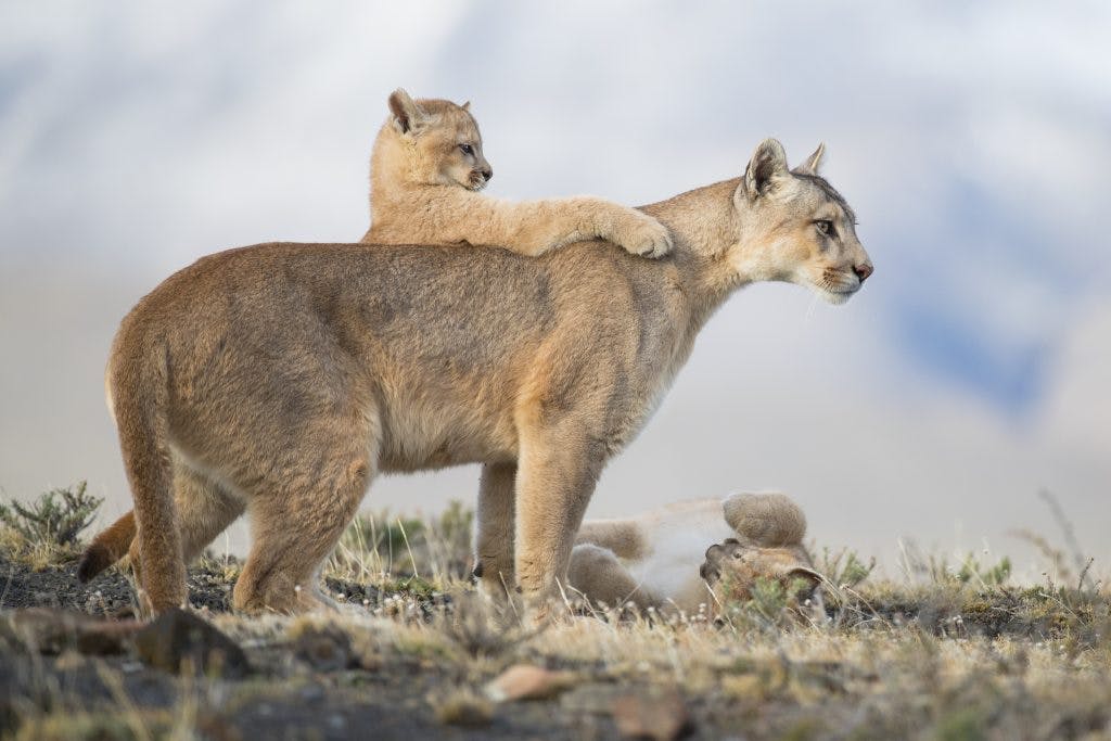 Une puma femelle et ses petits pris sur le vif en Patagonie (Chili). Photo : Amit Eshel.