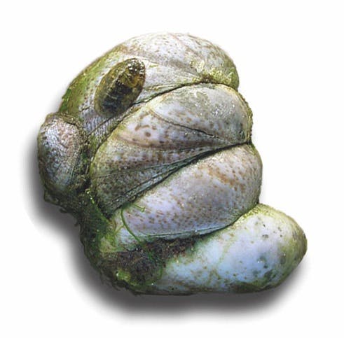 crépidule