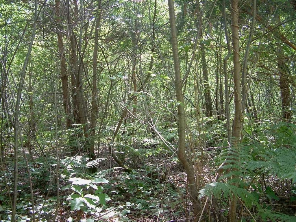En forêt de Compiègne (Hauts-de-France), invasion par le cerisier tardif (juin 2005). Guillaume Decocq, CC BY-NC-ND