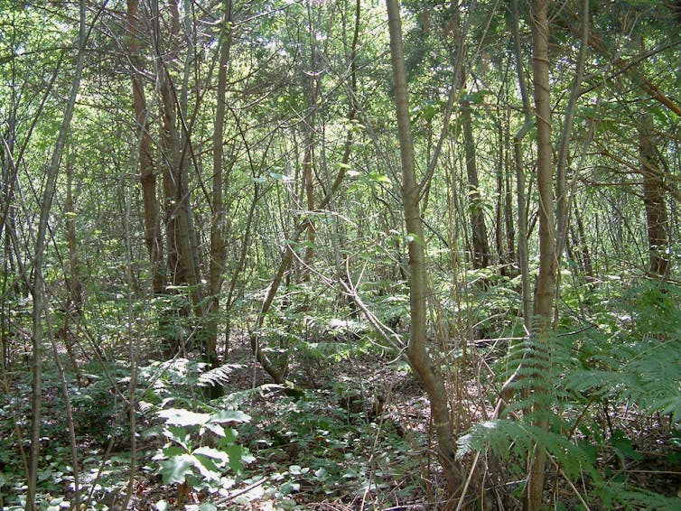 En forêt de Compiègne (Hauts-de-France), invasion par le cerisier tardif (juin 2005). Photo : Guillaume Decocq, CC BY-NC-ND