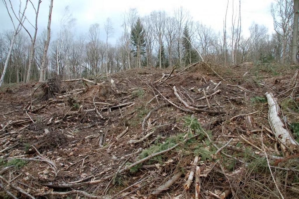 Coupe à blanc d’une parcelle de Douglas dans une forêt de l’Oise. Guillaume Decocq, CC BY-NC-ND
