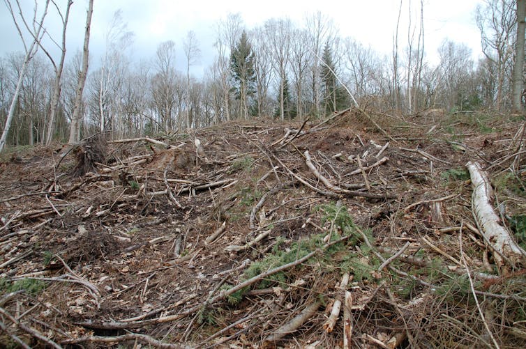 Coupe à blanc d’une parcelle de Douglas dans une forêt de l’Oise. Photo : Guillaume Decocq, CC BY-NC-ND