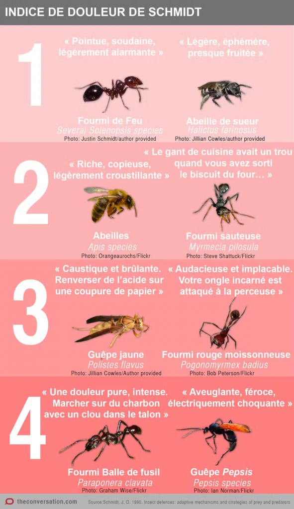 Échelle de la douleur provoquée par les piqûres de plus de 80 Hyménoptères ( fourmis, abeilles, guêpes…). Le niveau 0 correspond à une piqûre sans effet chez nous. Justin Schmidt, Author provided.