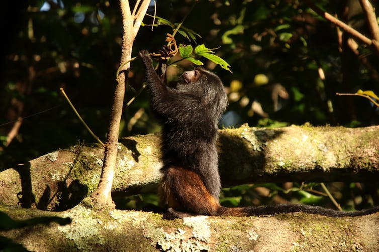 Un tamarin lion à croupe dorée