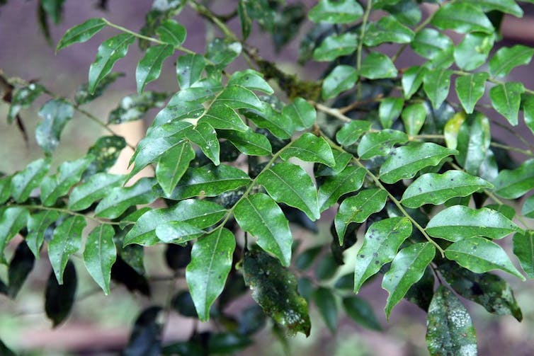 Feuilles de Myroxylum peruiferum