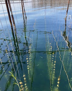 Huîtres en culture sur corde (Thau)