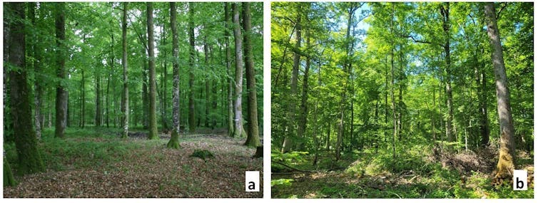 Photo a : arbres assez écartés, pas de couverture végétale au sol ; photo b : arbres moins bien alignés, plus de couverture végétale au sol