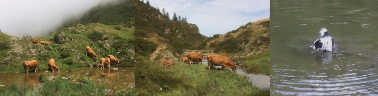 Vaches et chien