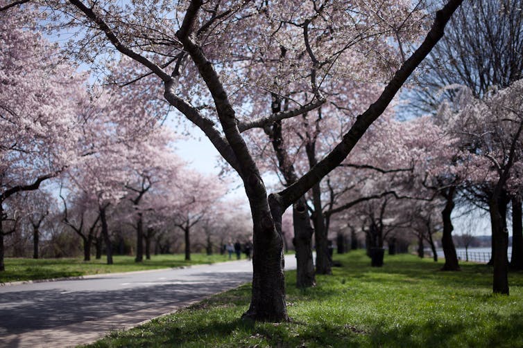 Deux rangées de grands arbres avec des grappes de fleurs roses de part et d’autre d’une allée