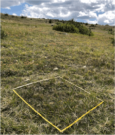 Exemple d’un quadrat d’1m² dans lequel est réalisé l’inventaire floristique des espèces ainsi que l’estimation de leurs recouvrements au printemps 2022