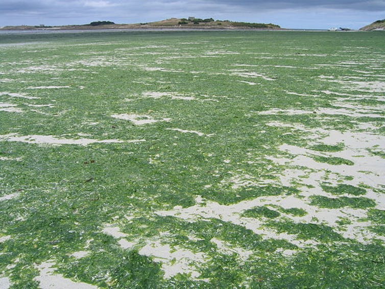 Des algues Ulva Armoricana lors d’une marée verte dans le nord Finistère (Plage du Dossen et île de Sieck, commune de Santec)