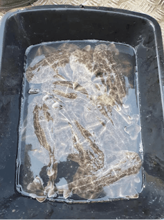 Nouveau-nés observés par un pêcheur en 2021
