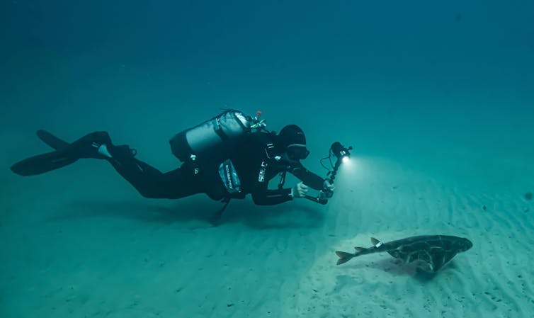 Un ange de mer équipé d’un émetteur acoustique