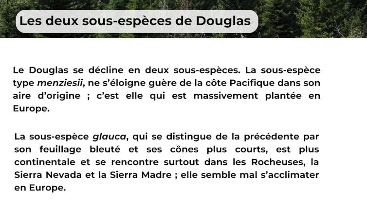 sous-espèces Douglas