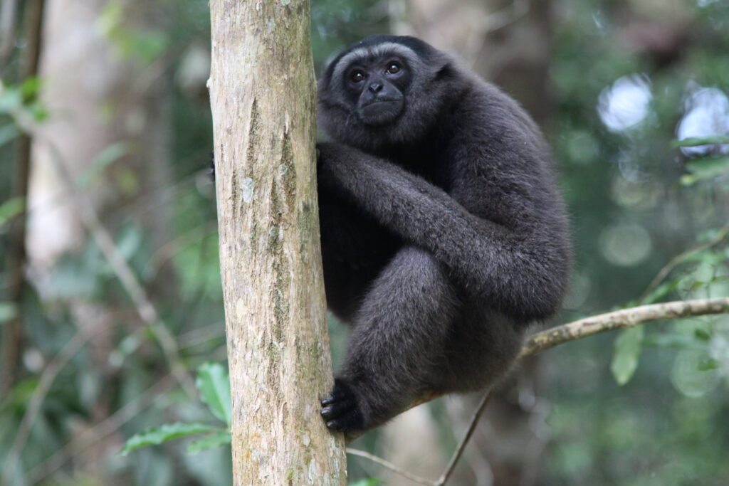 Gibbon