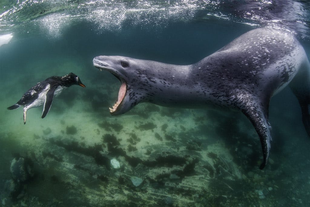 Un léopard de mer chassant un pingouin Gentoo en Antarctique. Photo : Amos Nachoum.