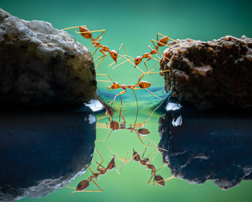 Des fourmis rouges en Indonésie. Photo : Chin Leong Teo.